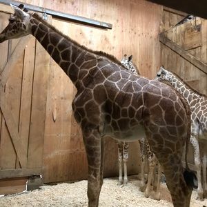 Meet your Posher, Susan